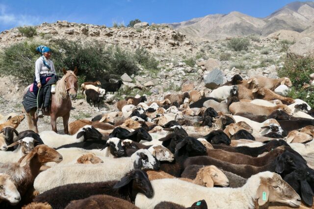 Horse Trekking in Kyrgyzstan: Routes, Costs & What to Expect