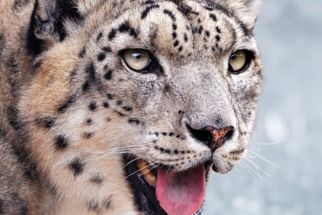 Do Snow Leopards Actually Get Seen in Kyrgyzstan?