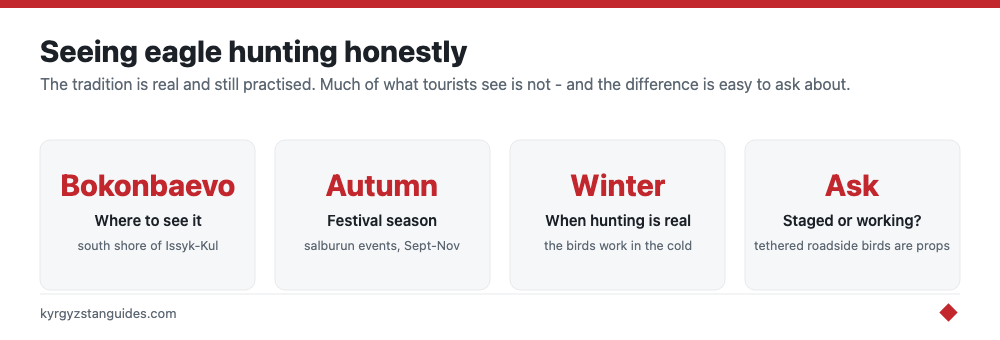 How to see eagle hunting authentically