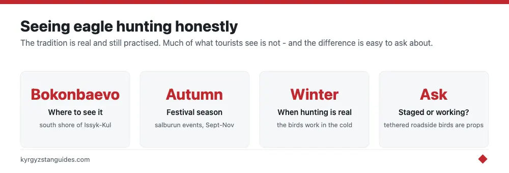 How to see eagle hunting authentically