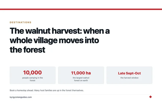 The Walnut Harvest at Arslanbob: When a Whole Village Moves Into the Forest
