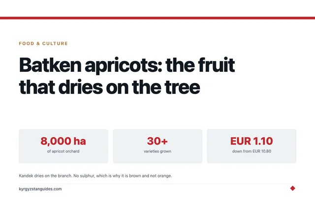 Batken Apricots: The Fruit That Dries on the Tree