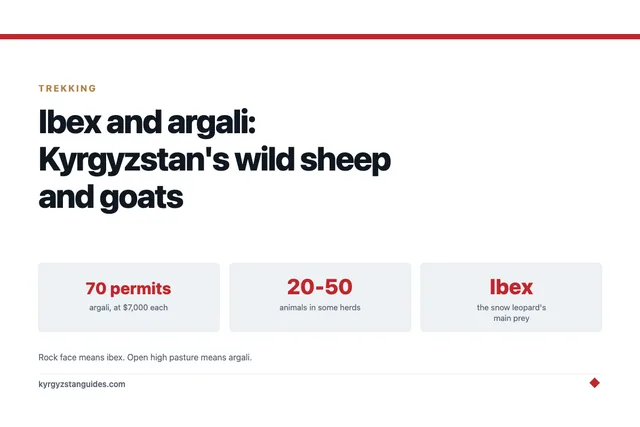 Ibex and Argali: Kyrgyzstan's Wild Sheep and Goats