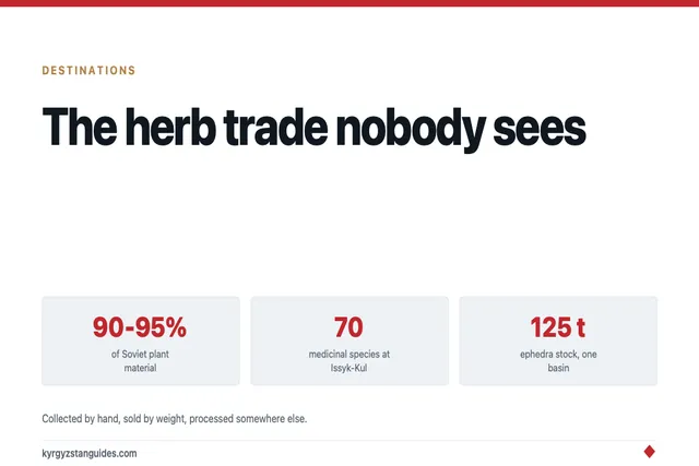 The Herb Trade: Kyrgyzstan Supplied 90% of the Soviet Union's Medicinal Plants