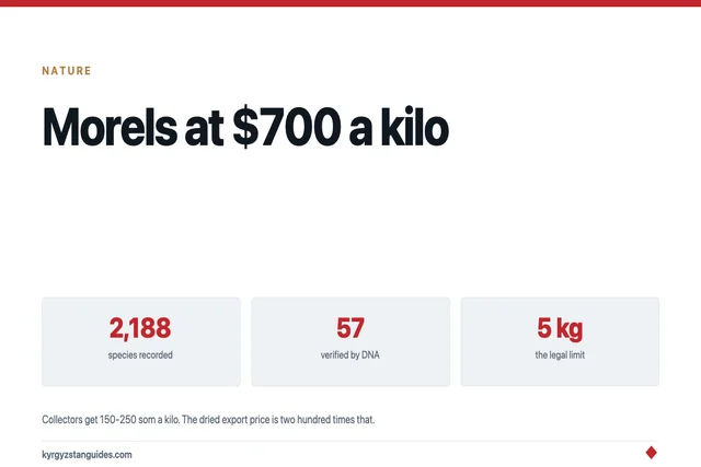 Morels at $700 a Kilo: Mushrooms in Kyrgyzstan