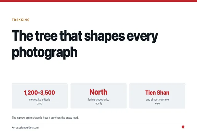The Tien Shan Spruce: The Tree That Makes the Mountains Look Like That