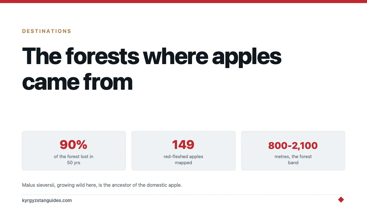 The Forests Where Apples Came From — and How Fast They're Disappearing