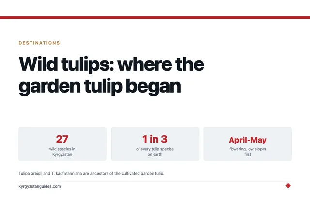 Wild Tulips in Kyrgyzstan: Where the Garden Tulip Began